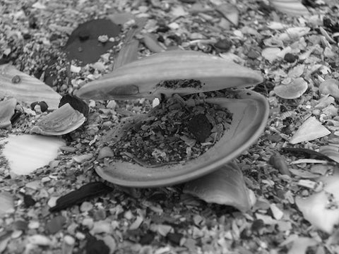 Open Shell - B&W