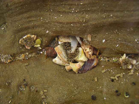 Rock Pool Shell Collection