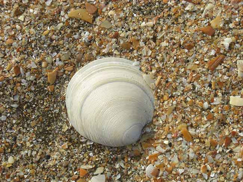 White Shell, Golden Sand
