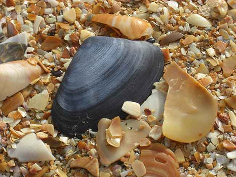 Blue Shell, Golden Sand