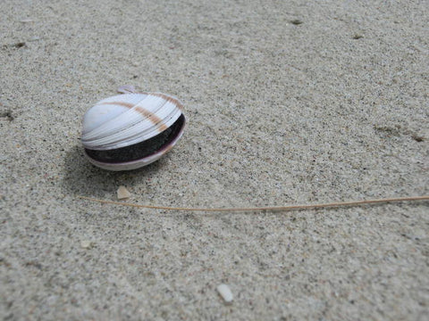 Lone Cockle