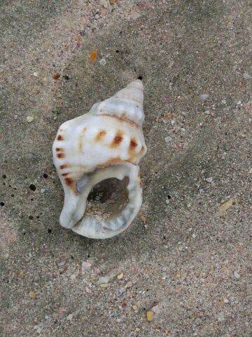 Hermit Crab Shell