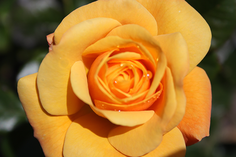 Golden Rose