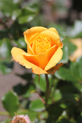 Golden Rose Portrait