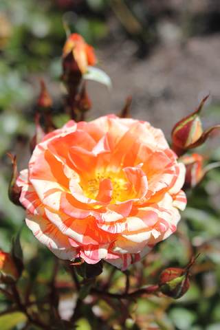 Claude Monet Rose - portrait