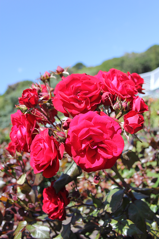 Red Rose Cluster